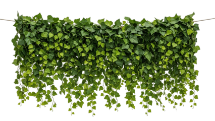Lush green ivy wall panel isolated on transparent background