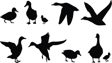 Silhouettes of ducks and geese in flight, walking, and standing poses including ducklings, ideal for wildlife and nature design. © Mst