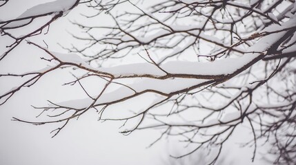 bare. Winter tree branches covered in thin snow, overcast sky, peaceful mood. gardening catalogs, home-decor guides, designed for gardening and botanical catalogs and home decor and floral branding.