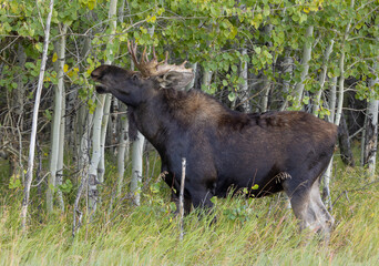 Bull Moose During the Rut in Grand Teton National Park Wyoming in Autumn