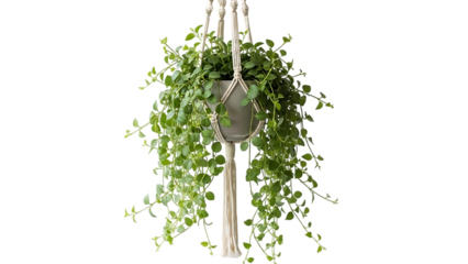 Hanging green plant in macrame holder isolated on transparent background