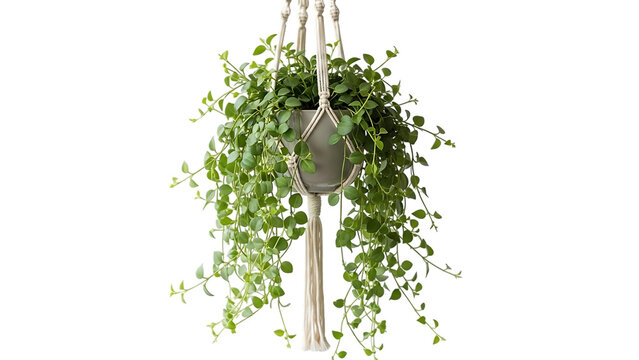 Hanging green plant in macrame holder isolated on transparent background