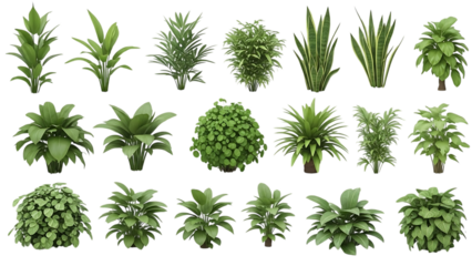 Collection of various green plants isolated on transparent background
