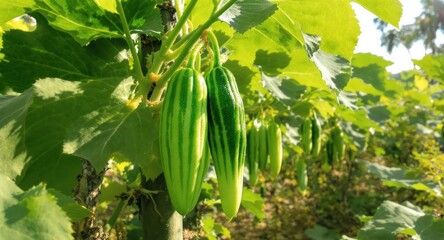 Elongated green striped fruits hanging from vine with large green leaves in a garden