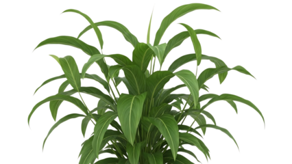 Green fern plant isolated on transparent background