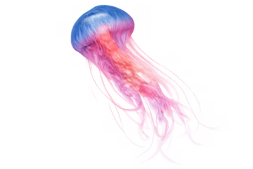 Jellyfish with glowing blue and pink tentacles swimming, aquatic animal on a transparent background, marine life concept