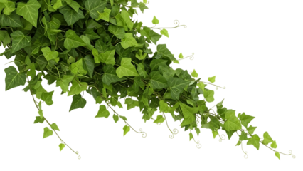 Lush green ivy vines isolated on transparent background