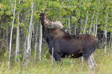 Bull Moose During the Rut in Grand Teton National Park Wyoming in Autumn