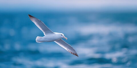 an albatross flying over the ocean, golden hour lighting