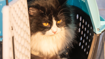 Black and white long haired cat looking out from pet carrier in warm sunlight