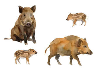Watercolor-style wild boar illustration／猪・ウリボー