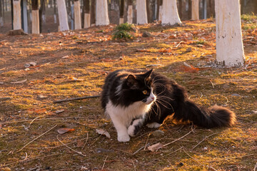 Alert black and white long haired cat crouching on forest ground in sunlight