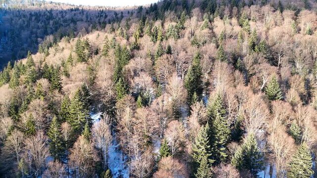Aerial view of expansive forest landscape showcasing diverse tree types transitioning through seasonal changes with visible snow patches and varying foliage colors across the terrain