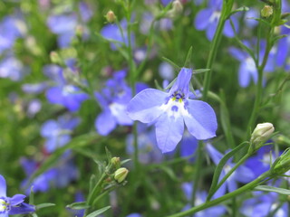 Zbliżenie na kwiaty rośliny z gatunku lobelia © Kumulugma