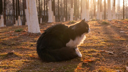 Side view of black and white long haired cat sitting in forest at sunset