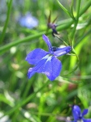 Zbliżenie na kwiaty rośliny z gatunku lobelia © Kumulugma