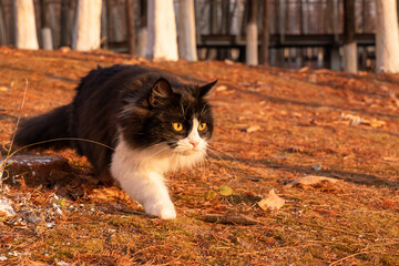 Focused black and white long haired cat walking low on forest ground