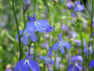 Zbliżenie na kwiaty rośliny z gatunku lobelia © Kumulugma