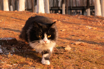Close view of black and white long haired cat walking outdoors in warm light