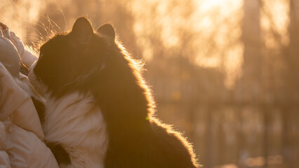Backlit black and white long haired cat held outdoors at sunset