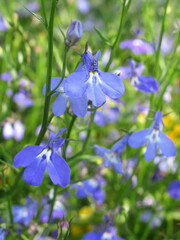 Zbliżenie na kwiaty rośliny z gatunku lobelia © Kumulugma