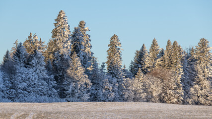 Mit Schnee bedeckte B&auml;ume