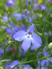 Zbliżenie na kwiaty rośliny z gatunku lobelia © Kumulugma