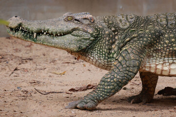 Fototapeta premium The crocodile is walking river near canal