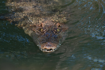 Naklejka premium The crocodile is show head in the river