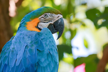 Close up head the blue macaw parrot bird in garden