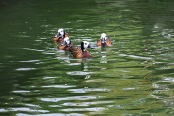 Group duck in the river