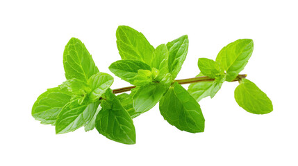 Fresh green mint sprig with aromatic leaves for herbal concepts.

