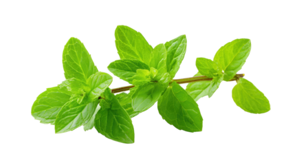 Fresh green mint sprig with aromatic leaves for herbal concepts.

