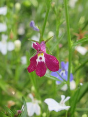 Zbliżenie na kwiaty rośliny z gatunku lobelia © Kumulugma