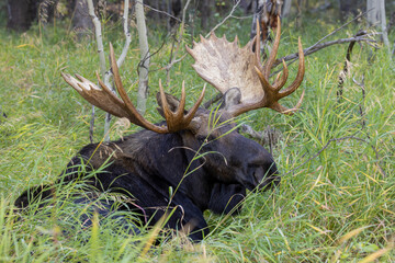 Bull Moose During the Rut in Grand Teton National Park Wyoming in Autumn