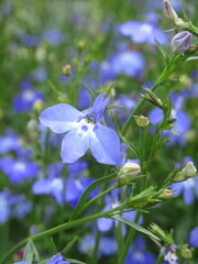 Zbliżenie na kwiaty rośliny z gatunku lobelia © Kumulugma