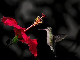 Colibrí en vuelo con una flor © Jordi