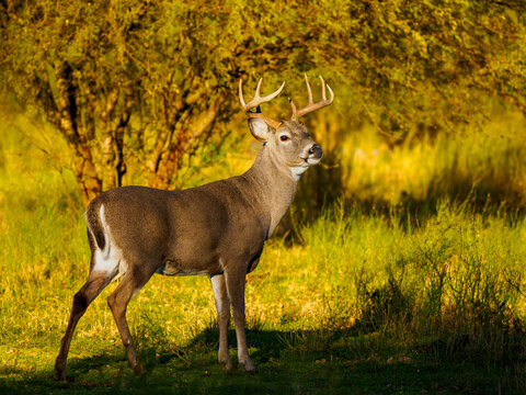 Venado cola blanca