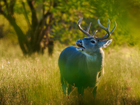 Venado cola blanca