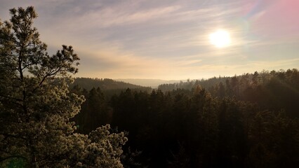 Zachód słońca, drzewo i las © Artur