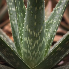 Close-up of fresh green aloe vera plant leaves with clear water droplets and textured surface