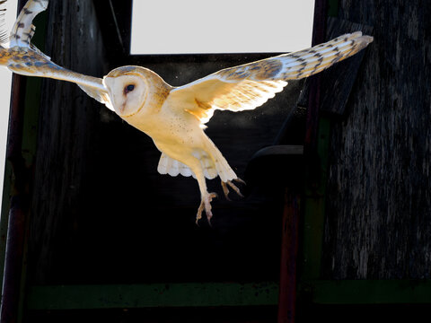 Lechuza emprendiendo vuelo