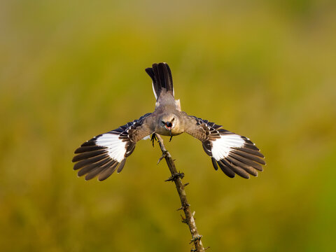 Cenzontle emprendiendo vuelo