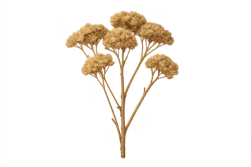 Dried yarrow plant displays texture and earthy tones