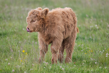 Highland calf in a field, close up