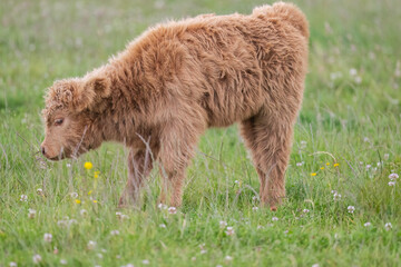 Highland calf in a field, close up