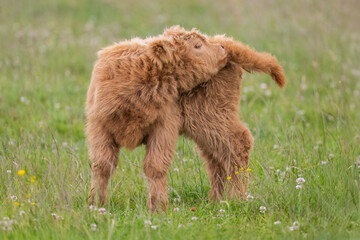 Highland calf in a field, close up