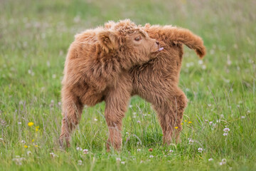 Highland calf in a field, close up
