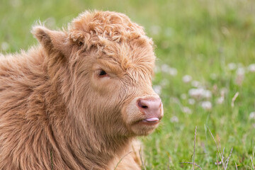 Highland calf in a field, close up