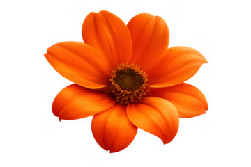 Orange flower with petals and a dark center, blooming in vibrant color, isolated on a transparent background for design flexibility